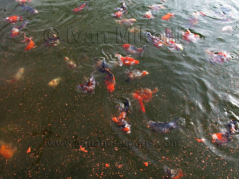 Acuicultura en Venezuela 3